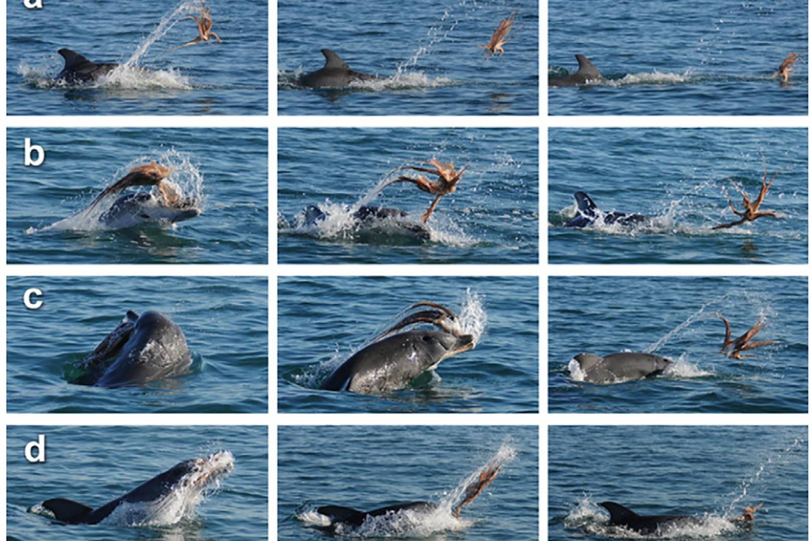 Dolphin rips octopus apart in never before seen 'handling' technique