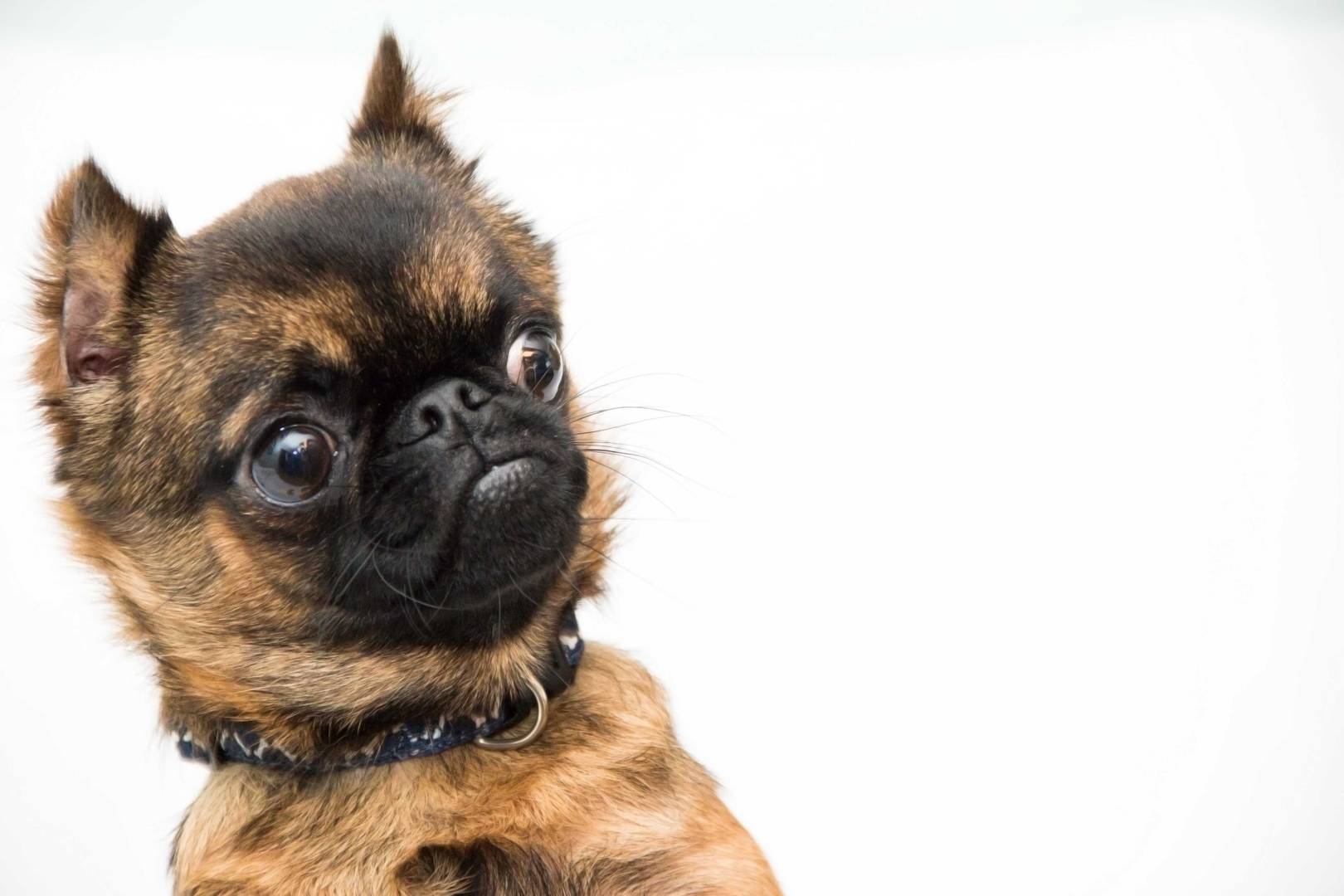 Can DNA tests help us make the perfect dog? Podcast 408