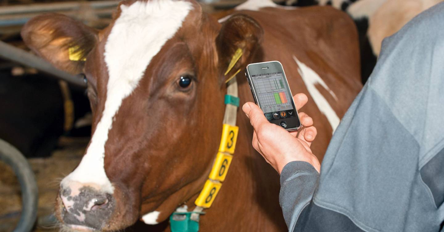 Cowsourcing tracking the health of the herd in real time WIRED UK