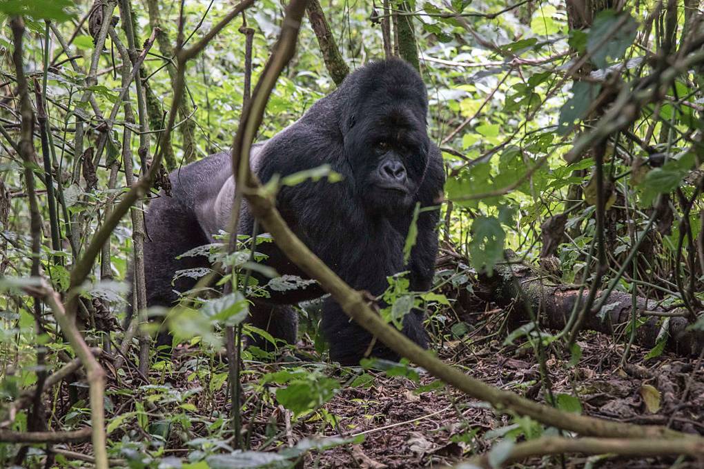 Tuesday briefing: Conservationists warn of palm oil threat to African primates