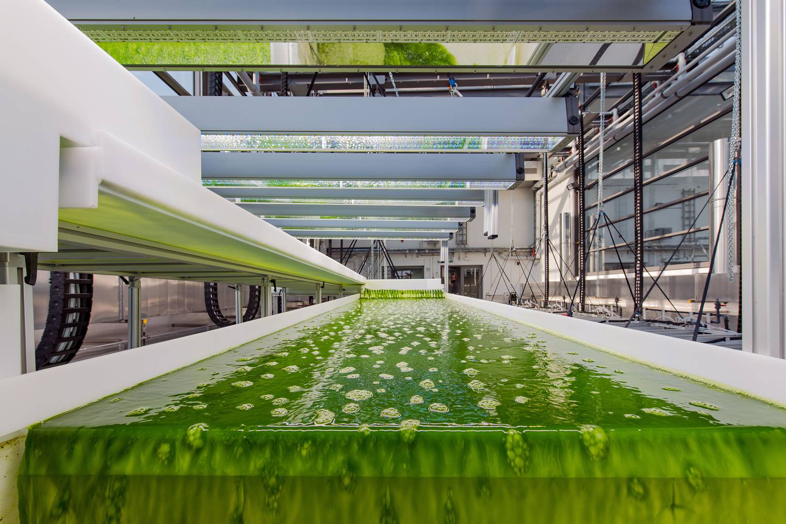 Making fuel out of algae could clean up dirty planes