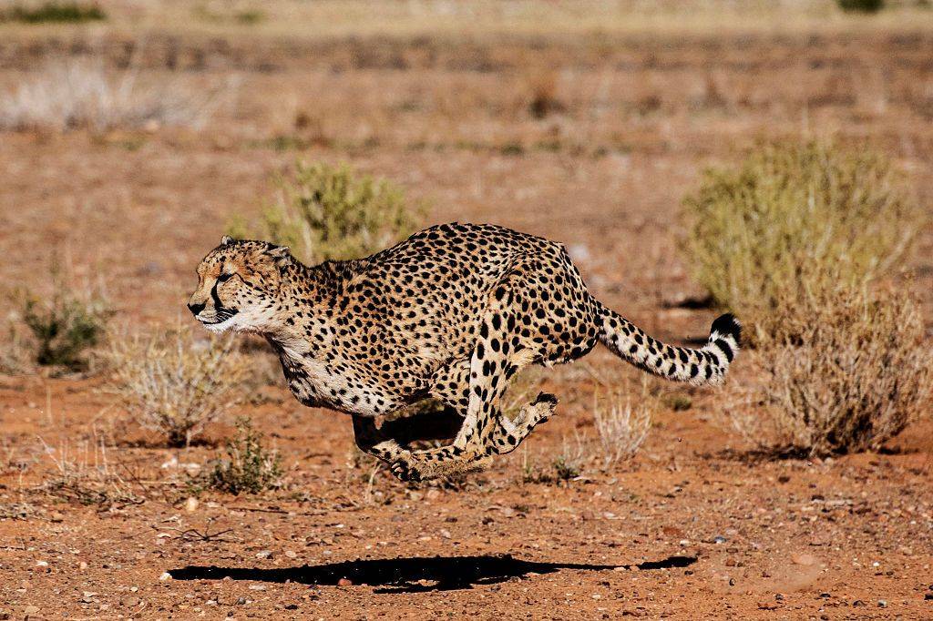 The simple maths that explains why large animals can't run fast