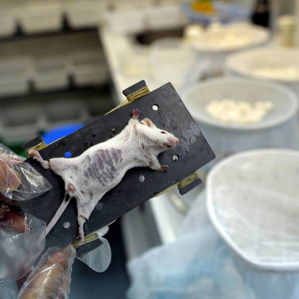 The sad reality of feeding time for lab mosquitoes WIRED UK