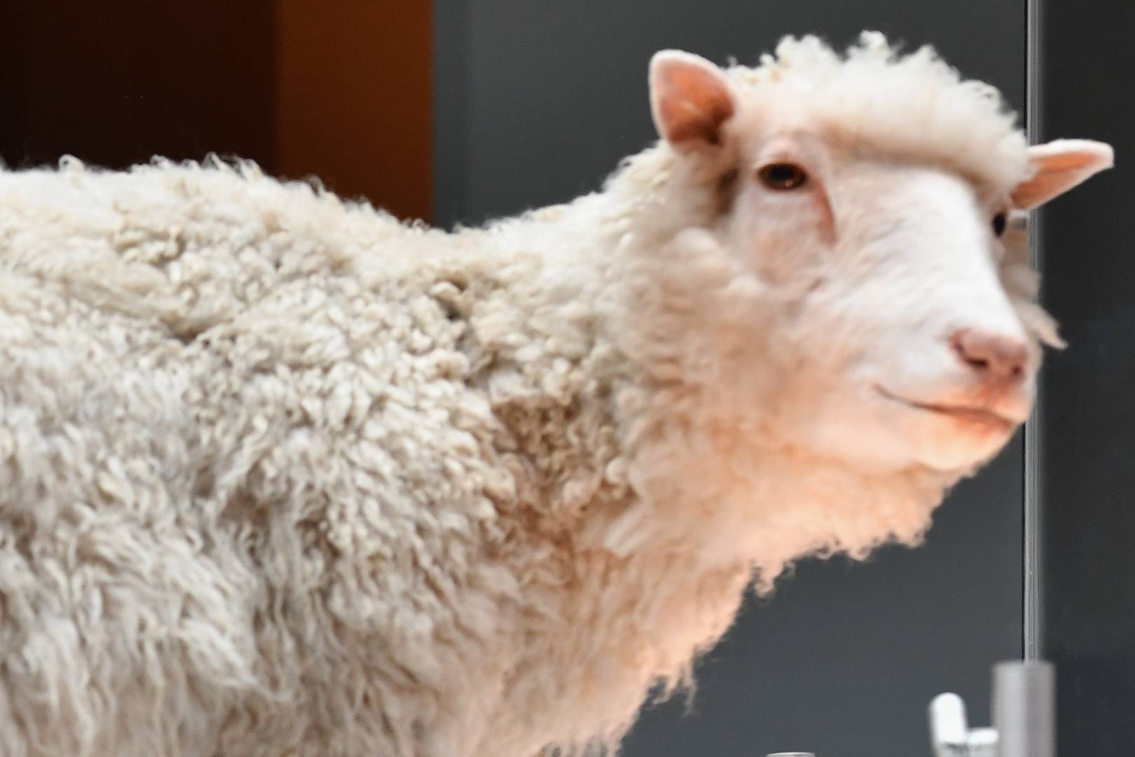 Where are the human clones? 20 years since Dolly was unveiled we look at the future of cloning