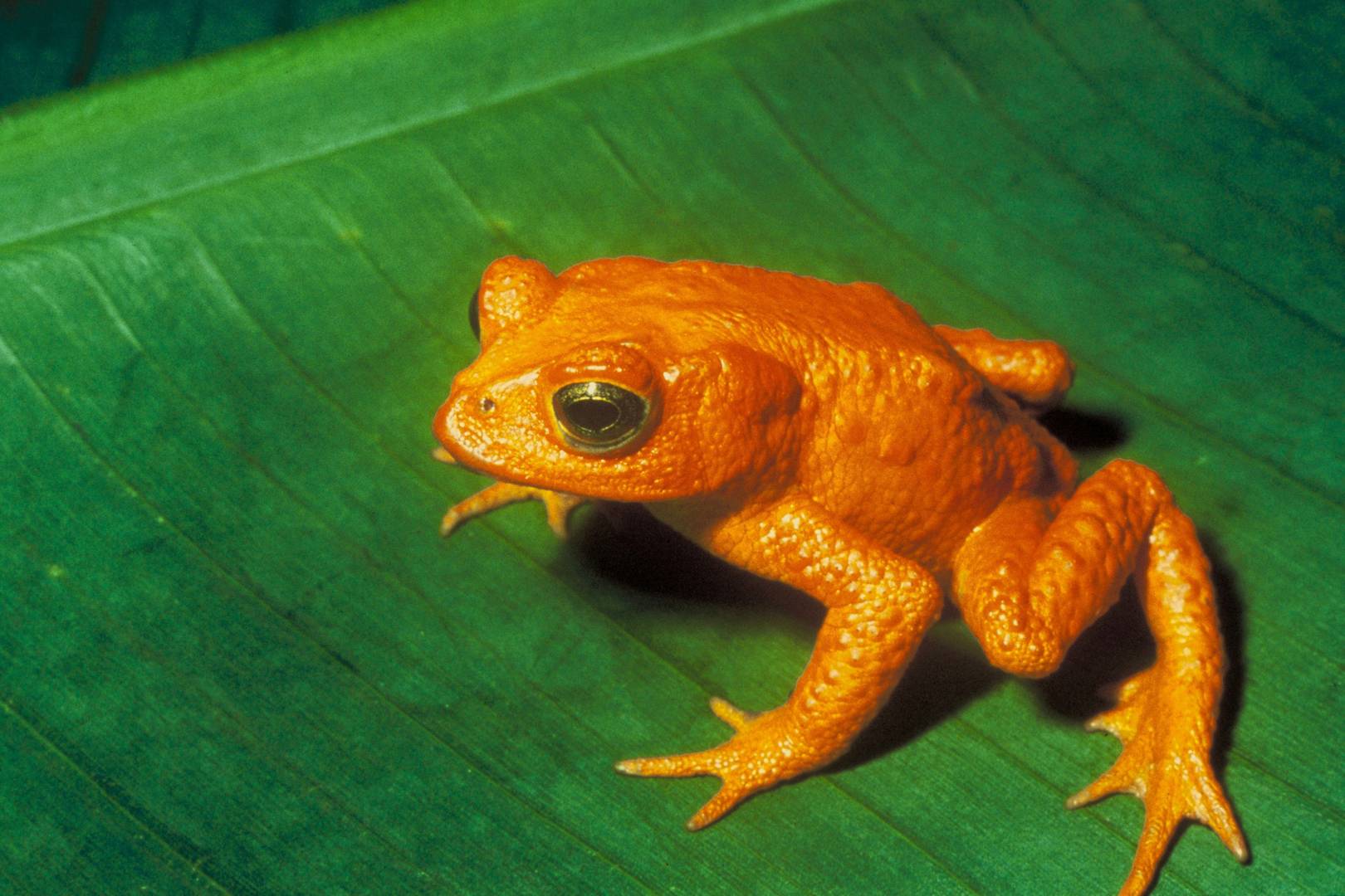 Friday briefing: Chytridiomycosis has wiped out 90 species