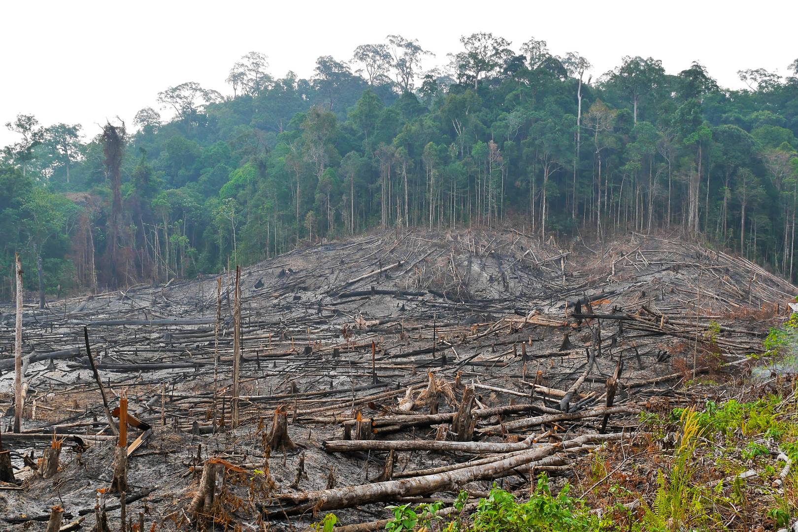 Monday briefing: European biodiesel is driving deforestation across Asia