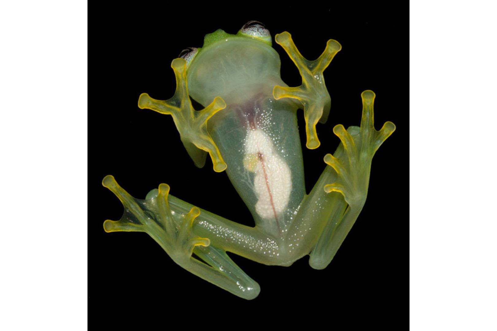 Glass frog's organs are visible through its belly WIRED UK