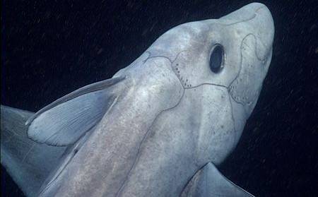 Elusive 'ghost shark' captured on camera in the ocean depths
