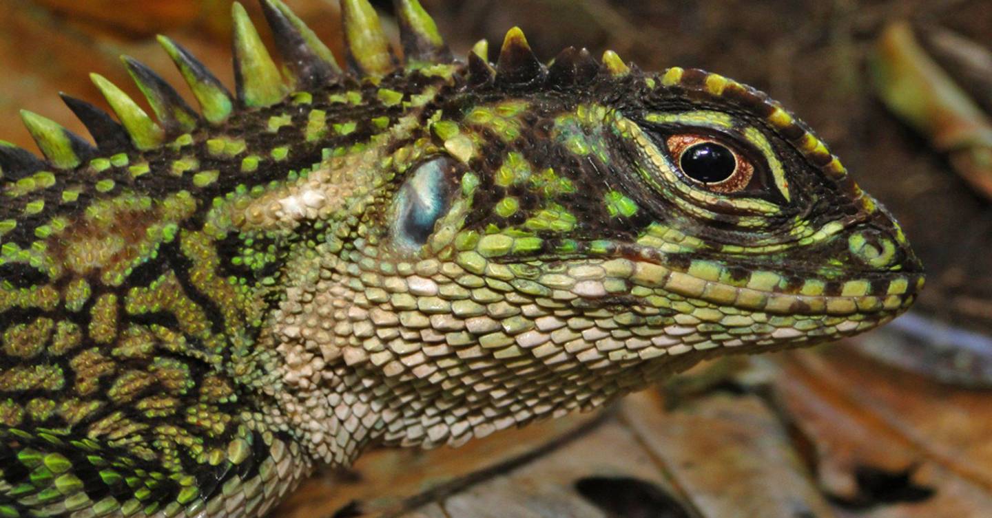 New lizard species look like evil dinosaur hybrids | WIRED UK