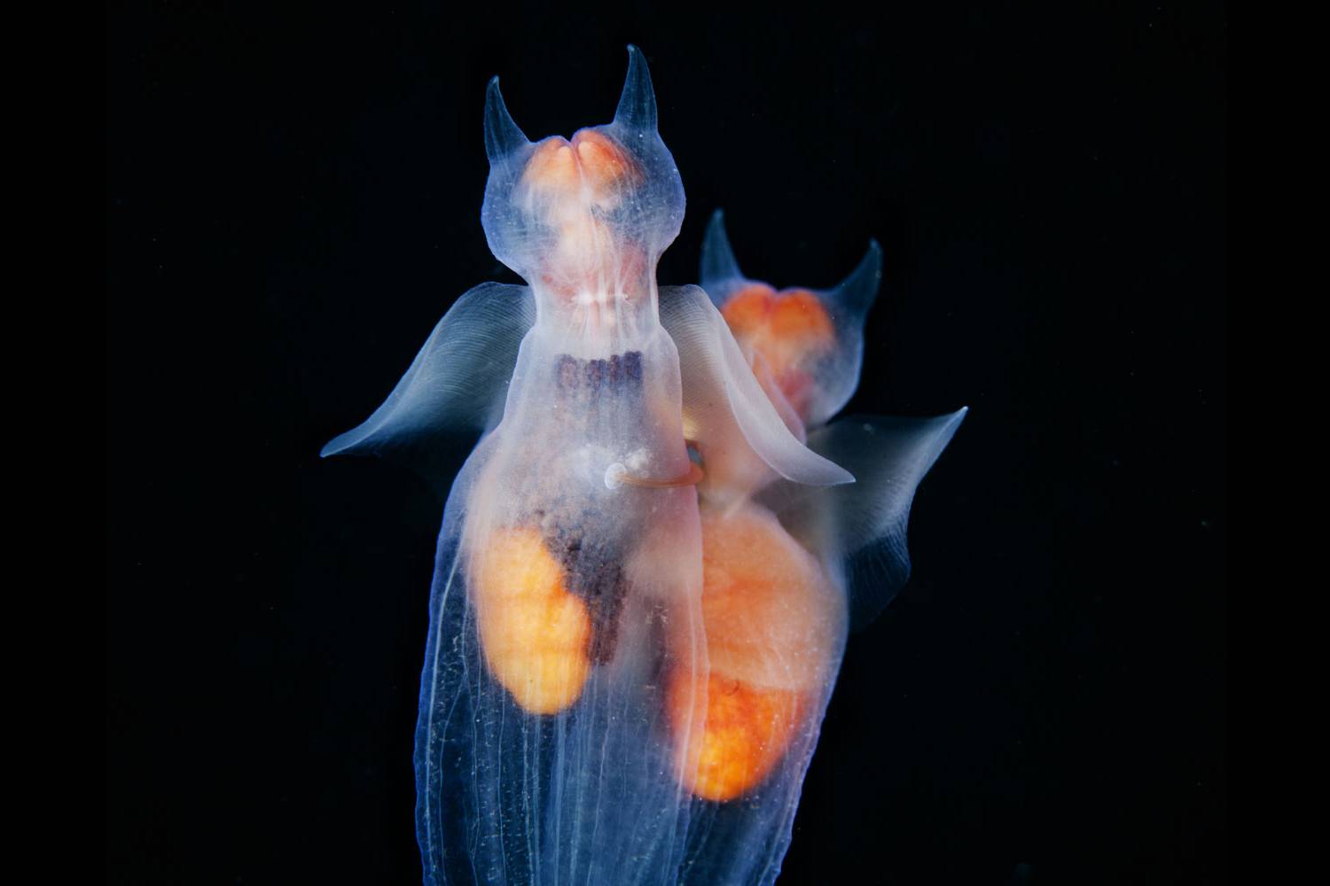 These tiny sea slugs just want a hug