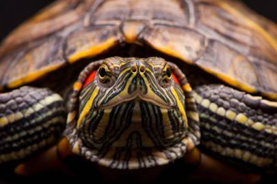 Korean researchers remotely control turtles using non-invasive system ...