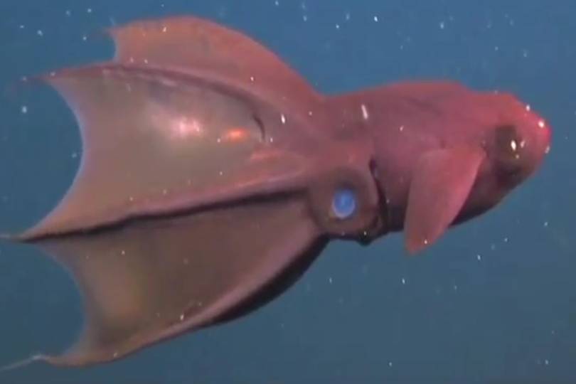 vampire squids