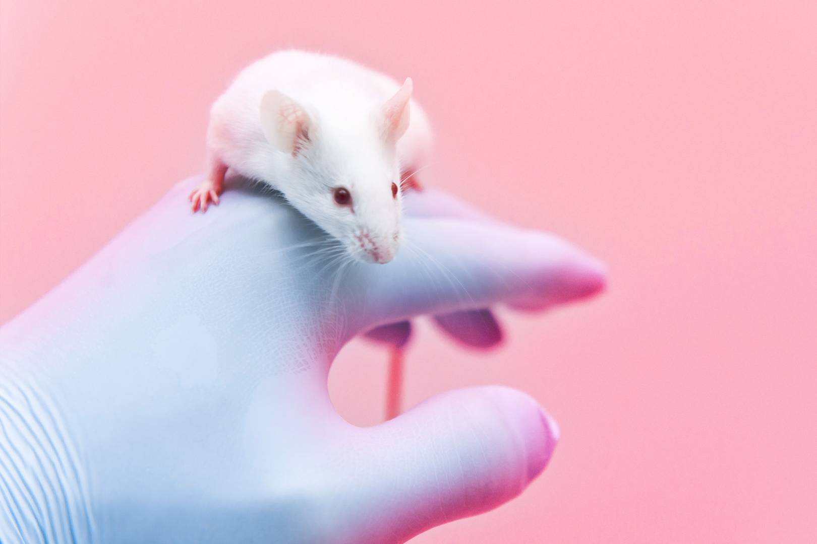 Is the UK finally turning its back on mouse testing? It's complicated