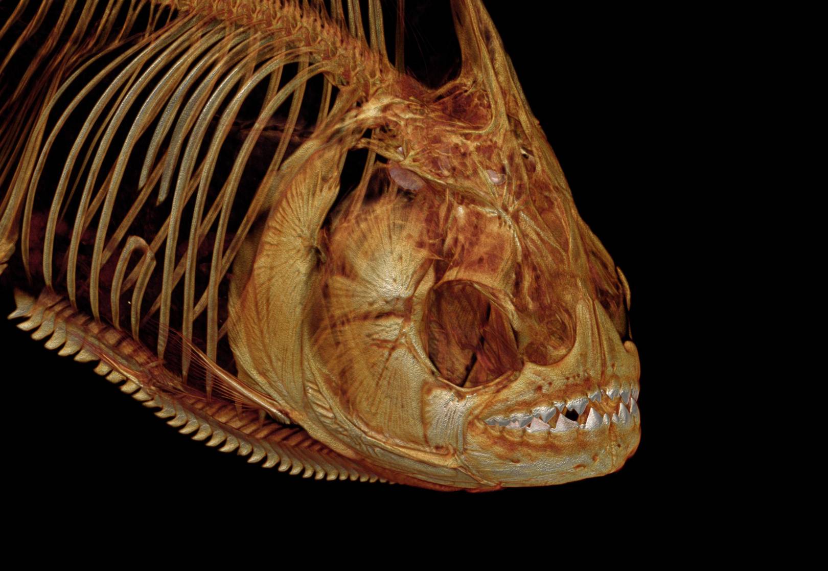 These haunting fish skeletons reveal the hidden terror of the sea bed