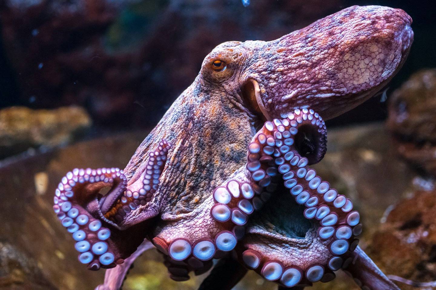 Image result for Octopus