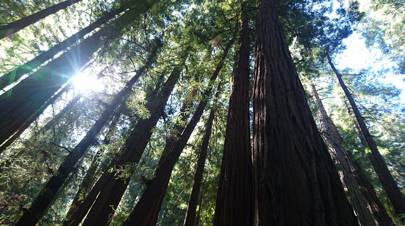 Muir Woods, Marin County, California