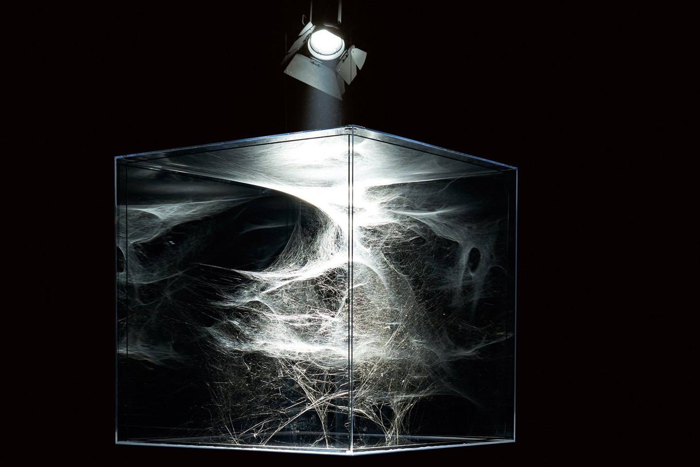 Spiders steal the show in Tomás Saraceno’s intricately woven silk installations WIRED UK