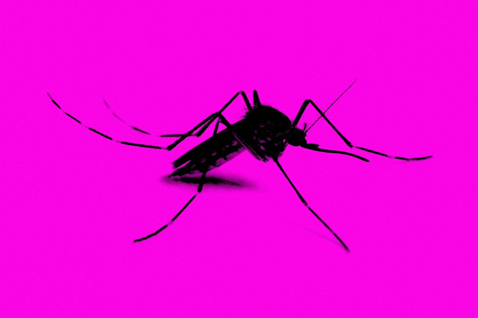 Science is working on a fix to control gene-edited mosquitoes