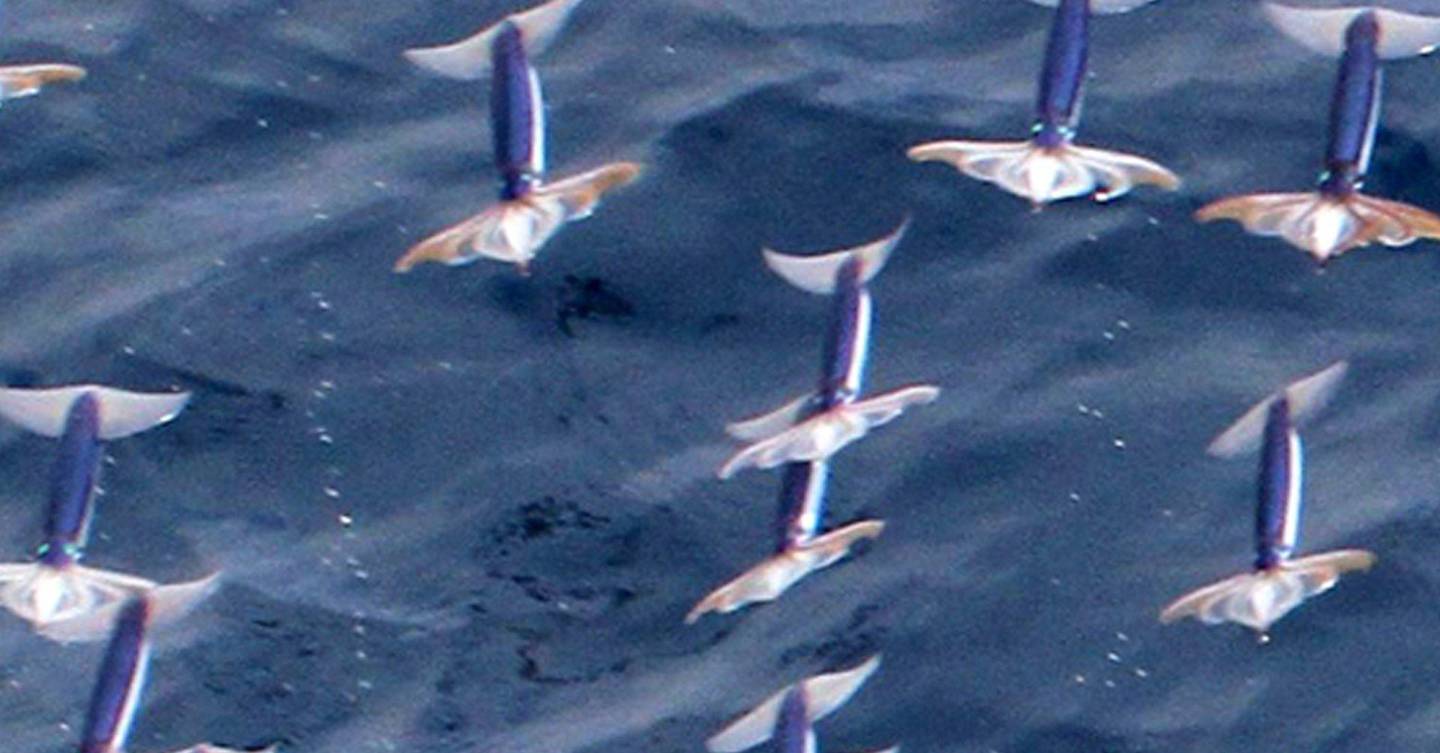 Flying squid. Flying squid. Летающий кальмар реактивное движение. Летающий океанский кальмар. Летающий кальмар.
