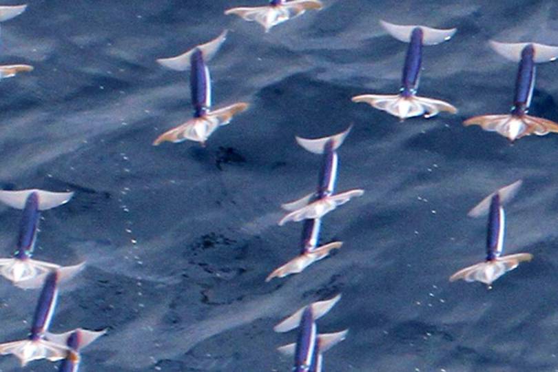 flying squids