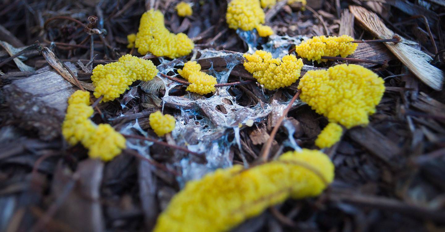 making-smart-art-with-superintelligent-slime-mould-wired-uk