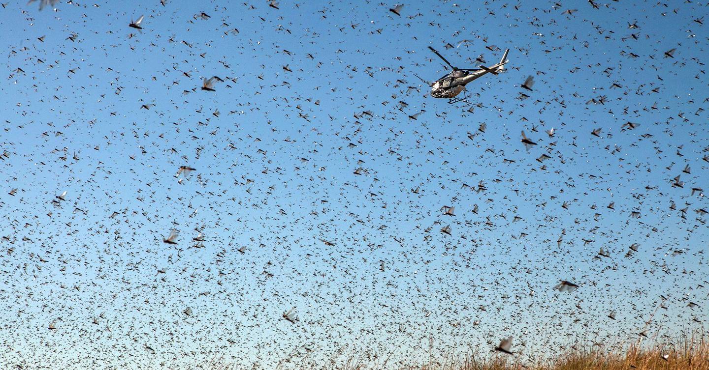 Nasa makes nonstick wings to rid planes of bug guts WIRED UK