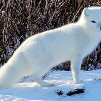 Decline Of Super Cute Arctic Fox May Be Linked To Increased Mercury