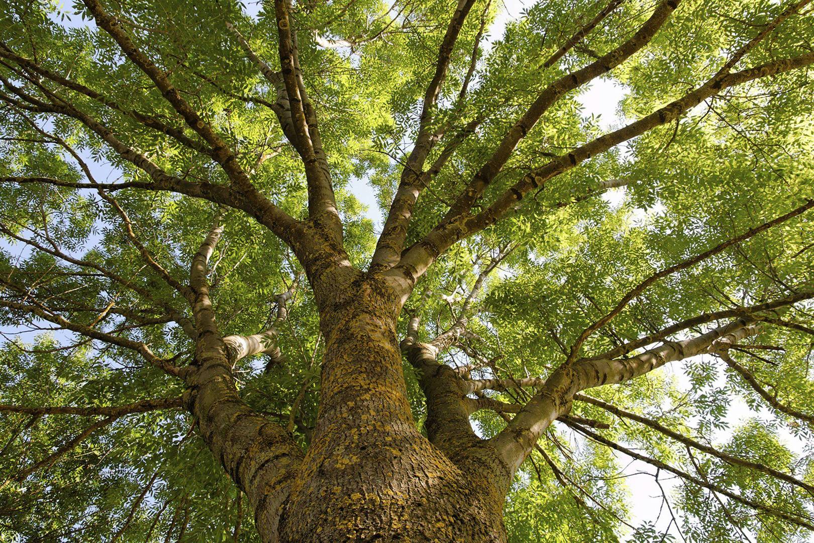 Ash tree could be 'wiped out' in Europe WIRED UK