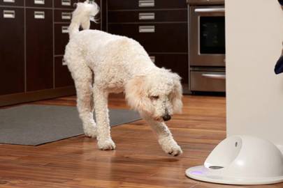  CleverPet is a games console for dogs WIRED UK