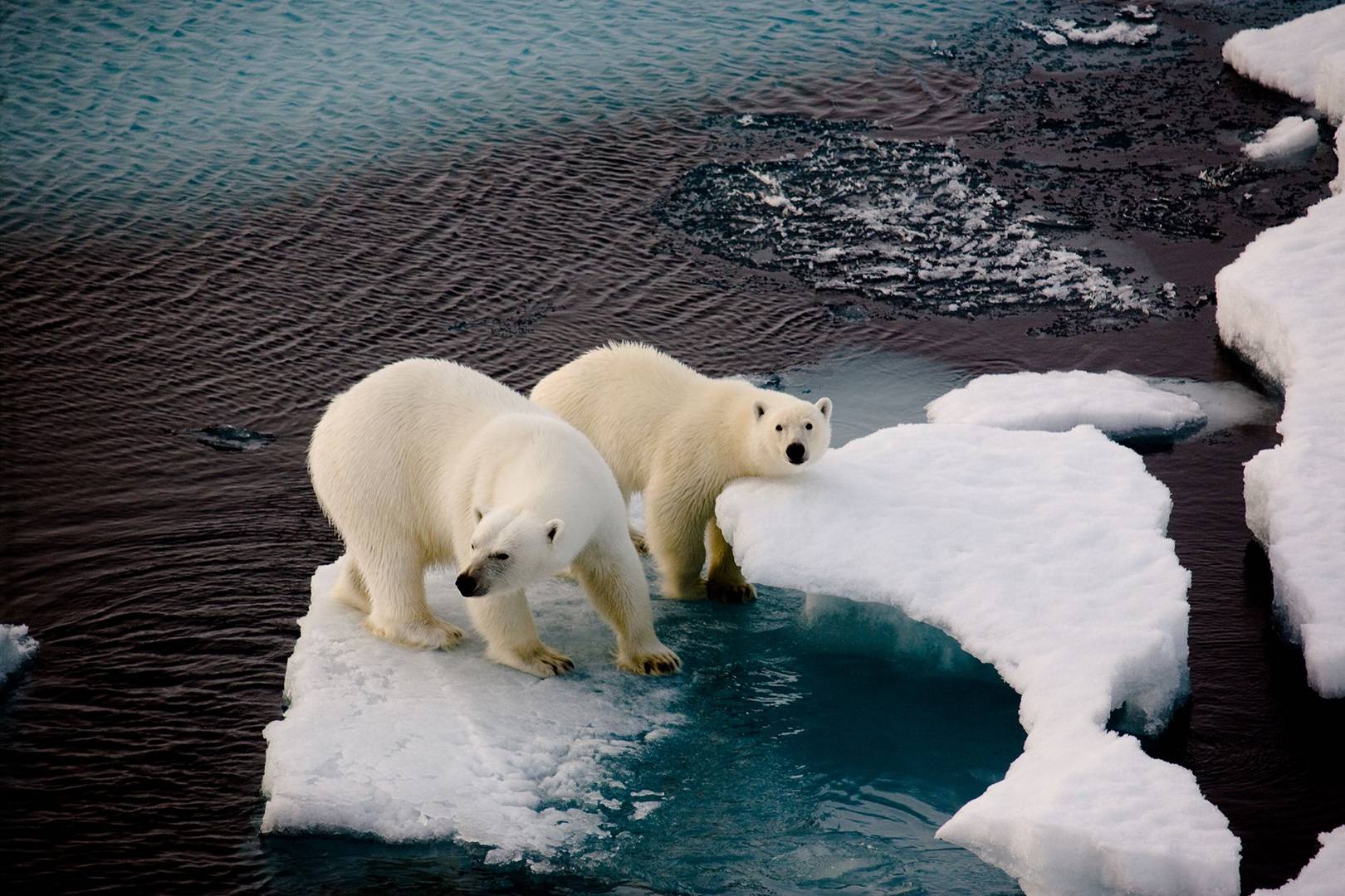 Polar bears numbers will decline dramatically by 2050 because of