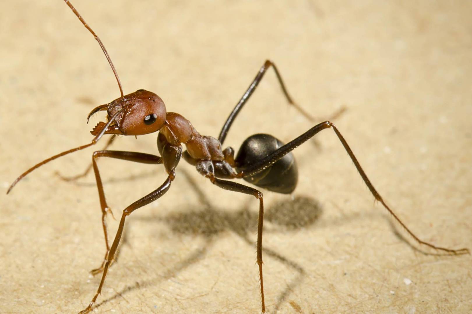 Samsung shenanigans, ant autopilot: Podcast 301