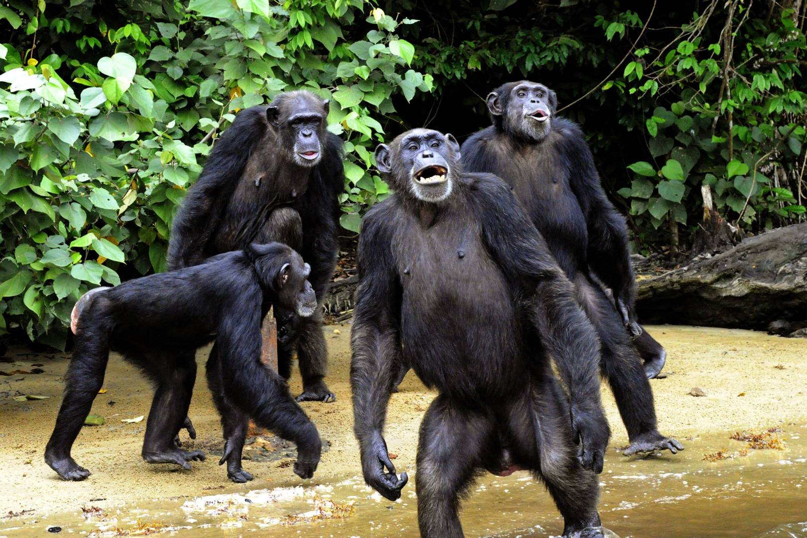 Chimps recognise butts in the same way humans recognise faces