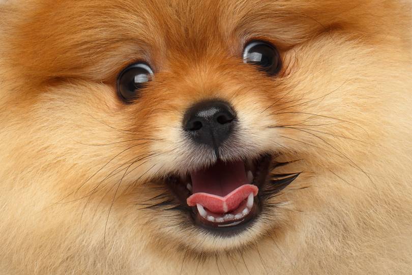 It looked like a cute puppy. Then DNA tests revealed it was a wolf - Vimarsana News