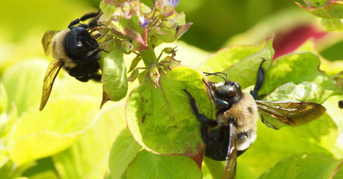 Rare Cornish black honeybee found to resist colony collapse virus