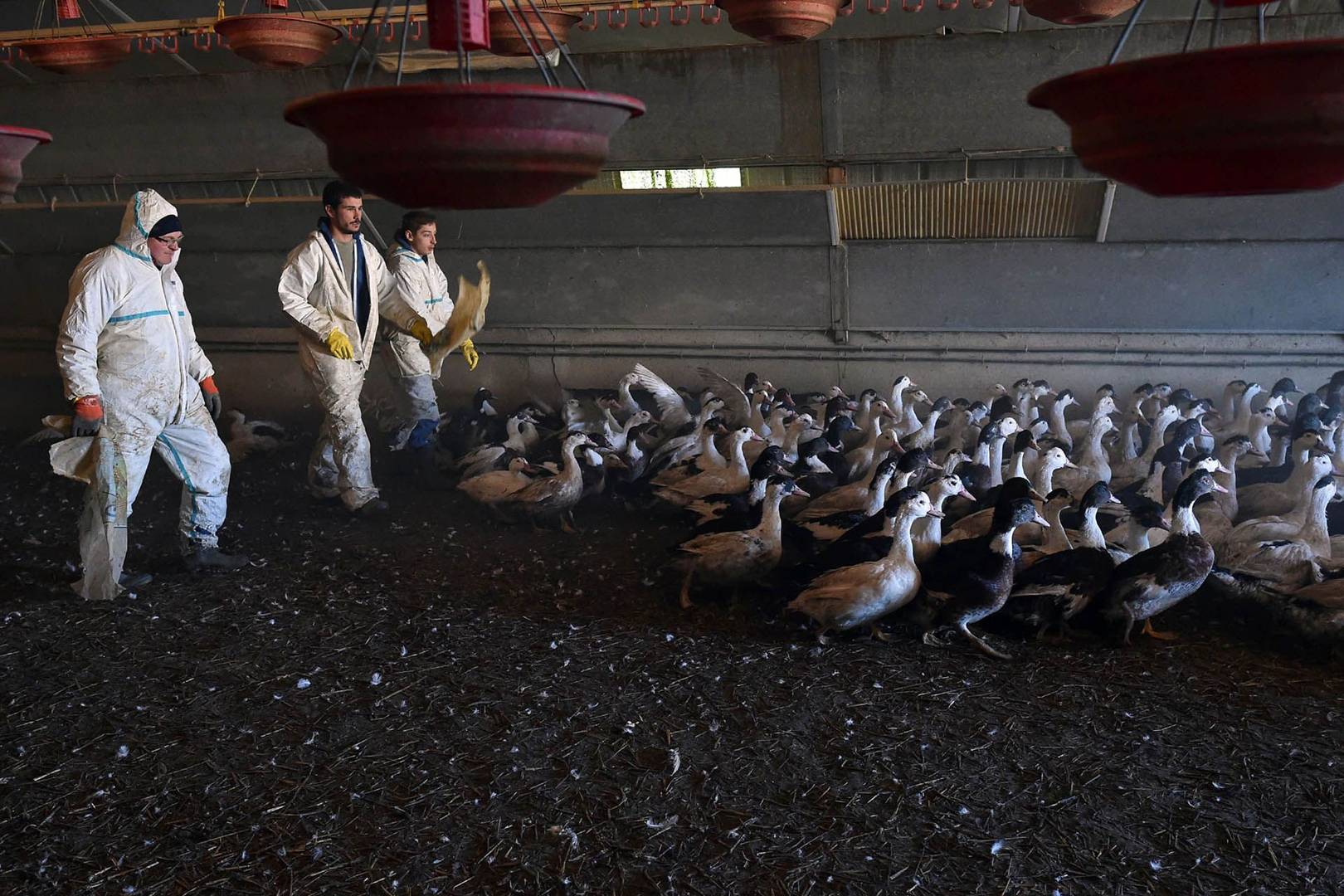 What is bird flu and are we at risk? WIRED debunks the myths