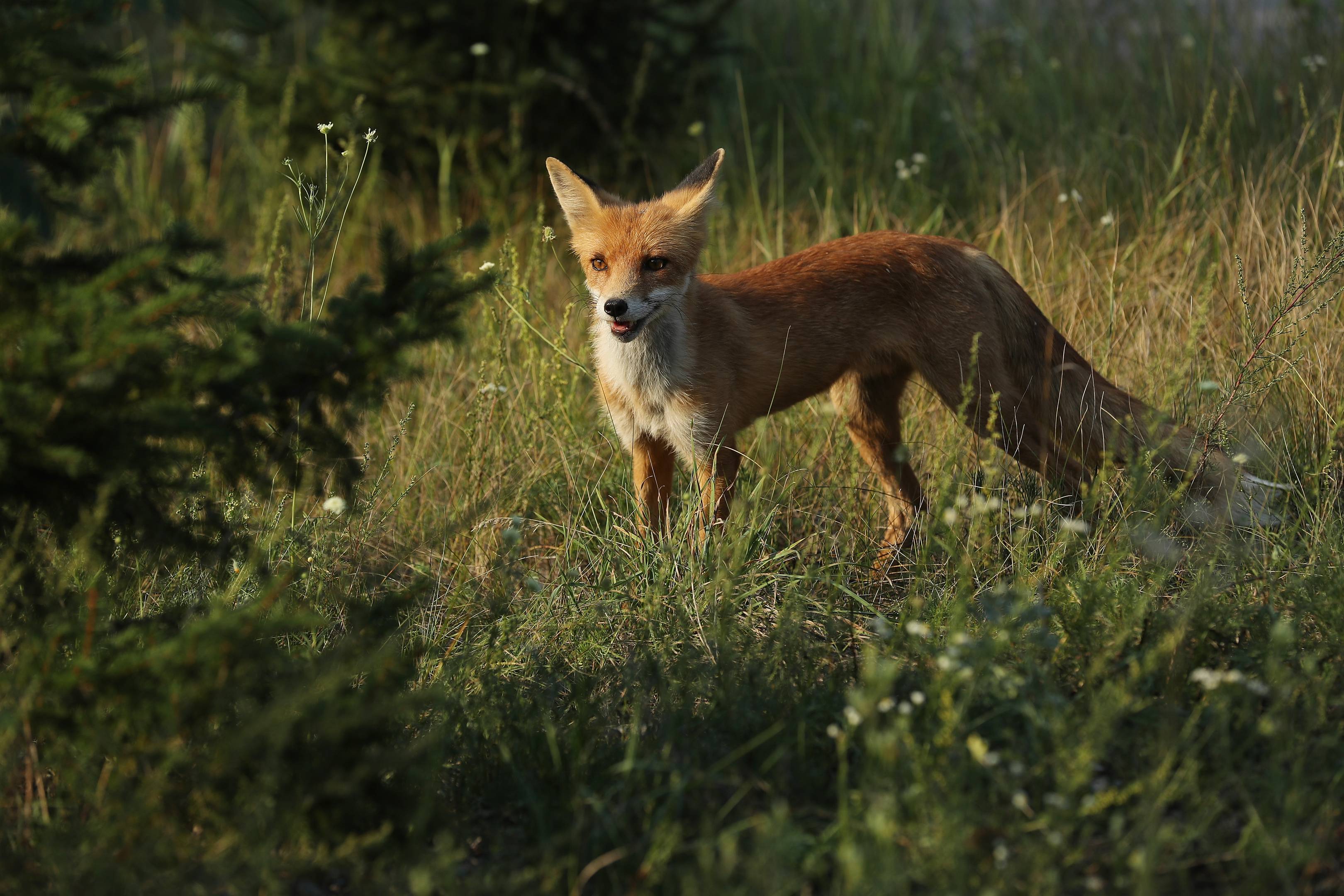 The Chernobyl Disaster May Have Created A Paradise For Wildlife Wired Uk