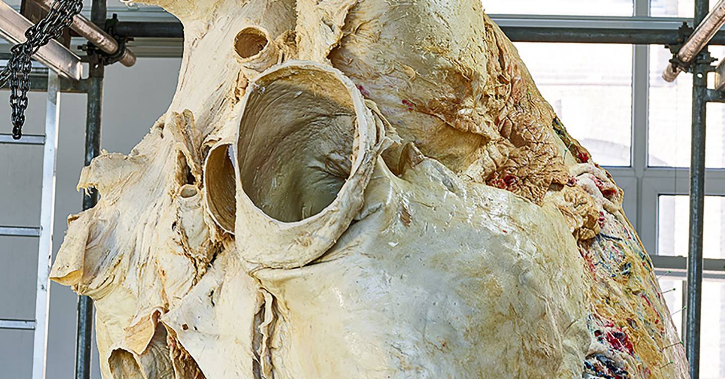 How scientists preserved a 200kg blue whale heart WIRED UK