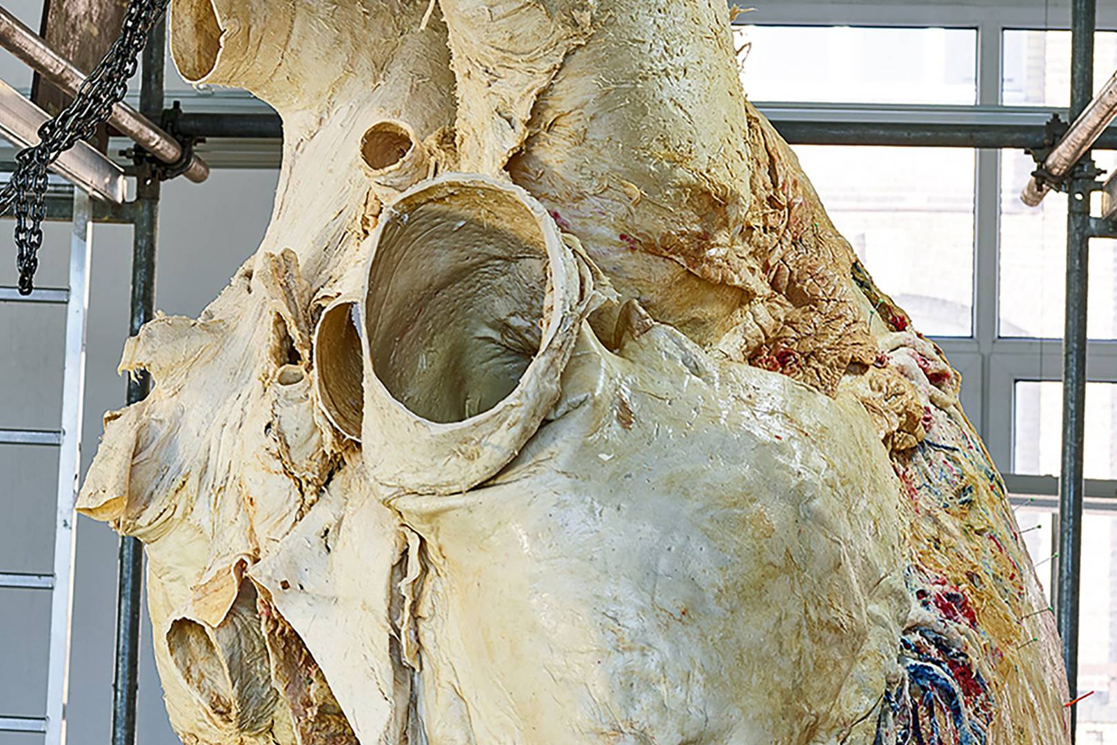 How scientists preserved a 200kg blue whale heart