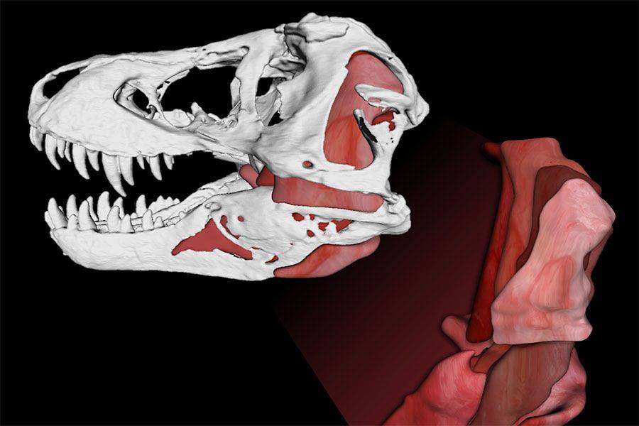 Tyrannosaurus rex's bite was so powerful it would have caused bones to 'explode'