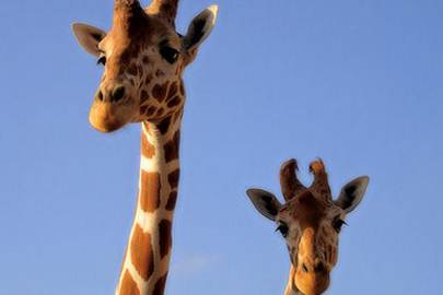 Why do giraffes have long necks? | WIRED UK