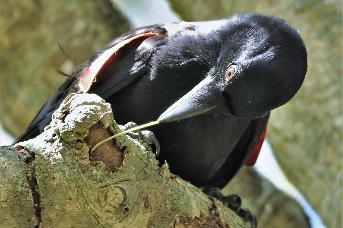 Crows are really good at making tools, scientists have discovered
