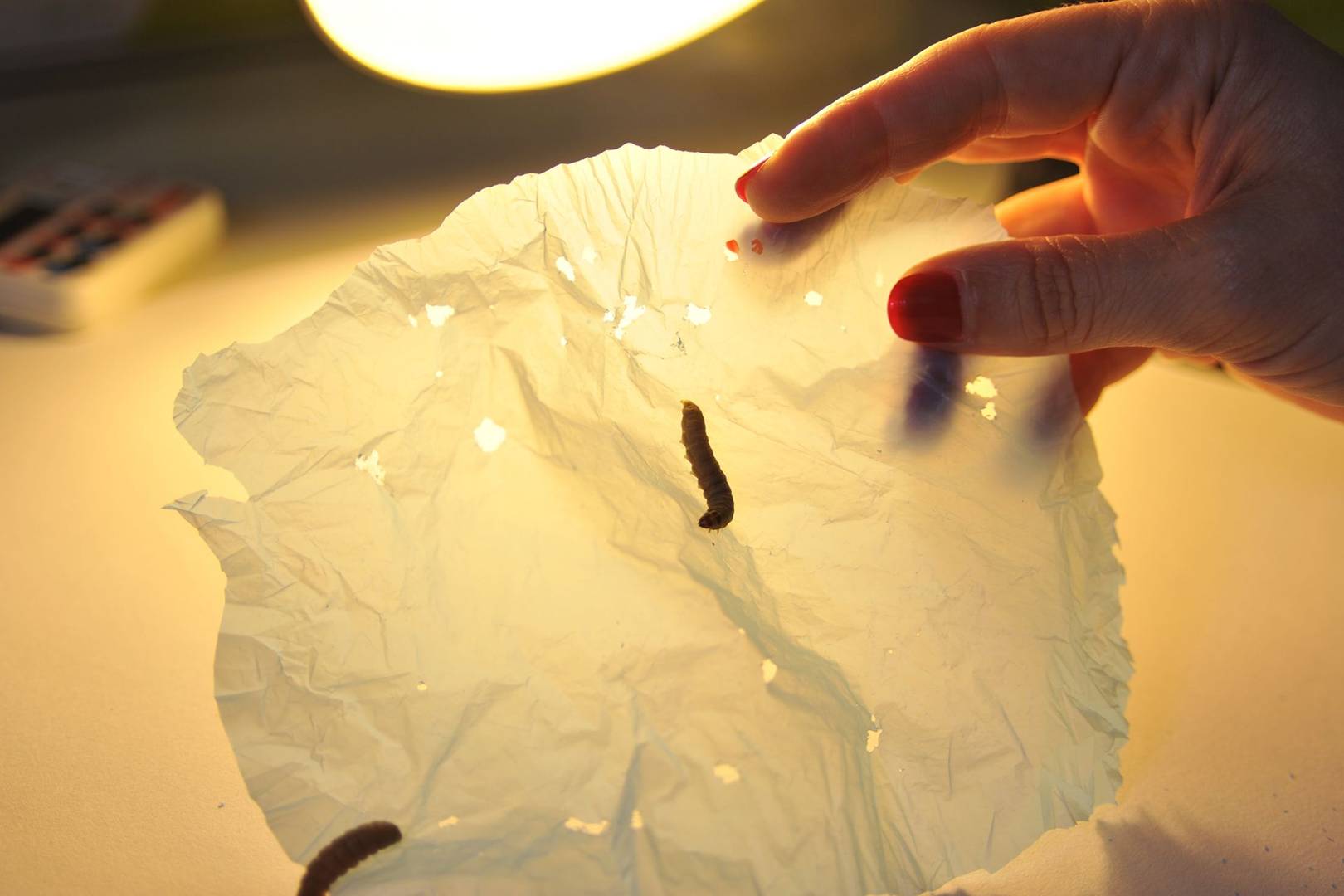 The very hungry caterpillar: watch these wax worms eat their way through plastic bags