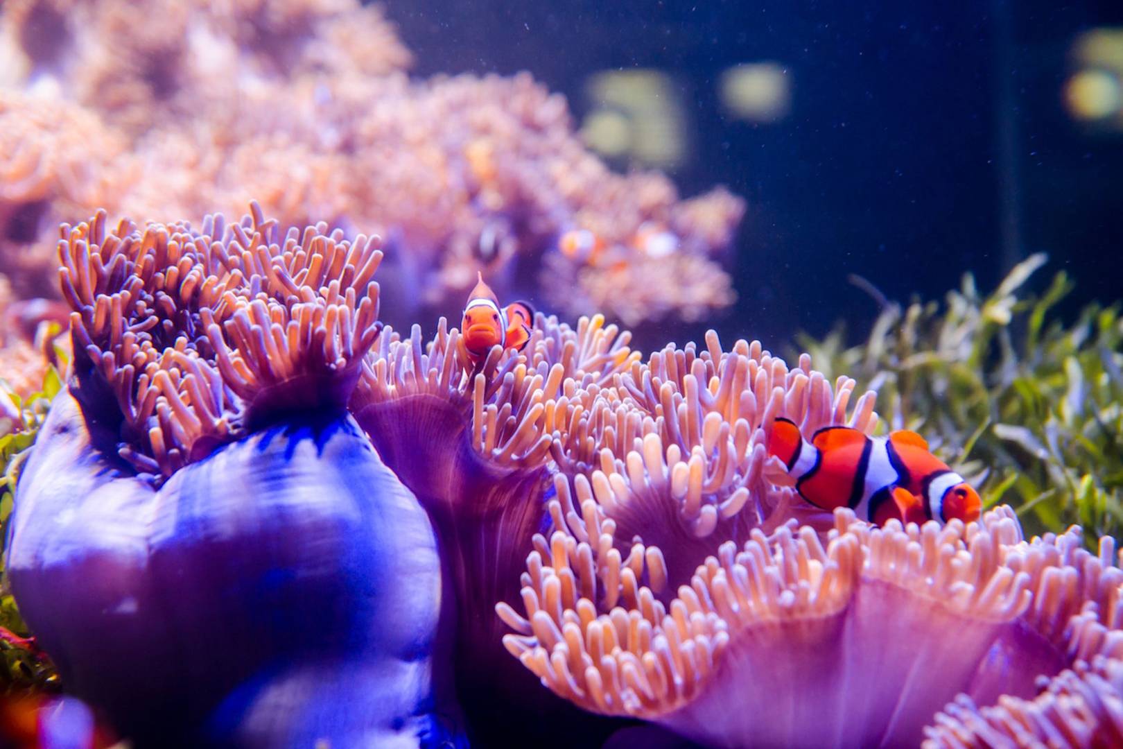 These fish avoid being killed by venomous coral by 'kissing' them with slime-secreting lips