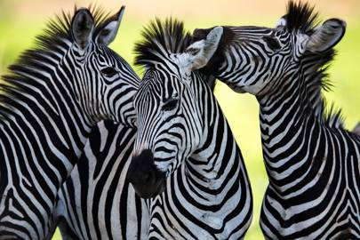 Study: dead zebras in electrified cages show how anthrax spreads in