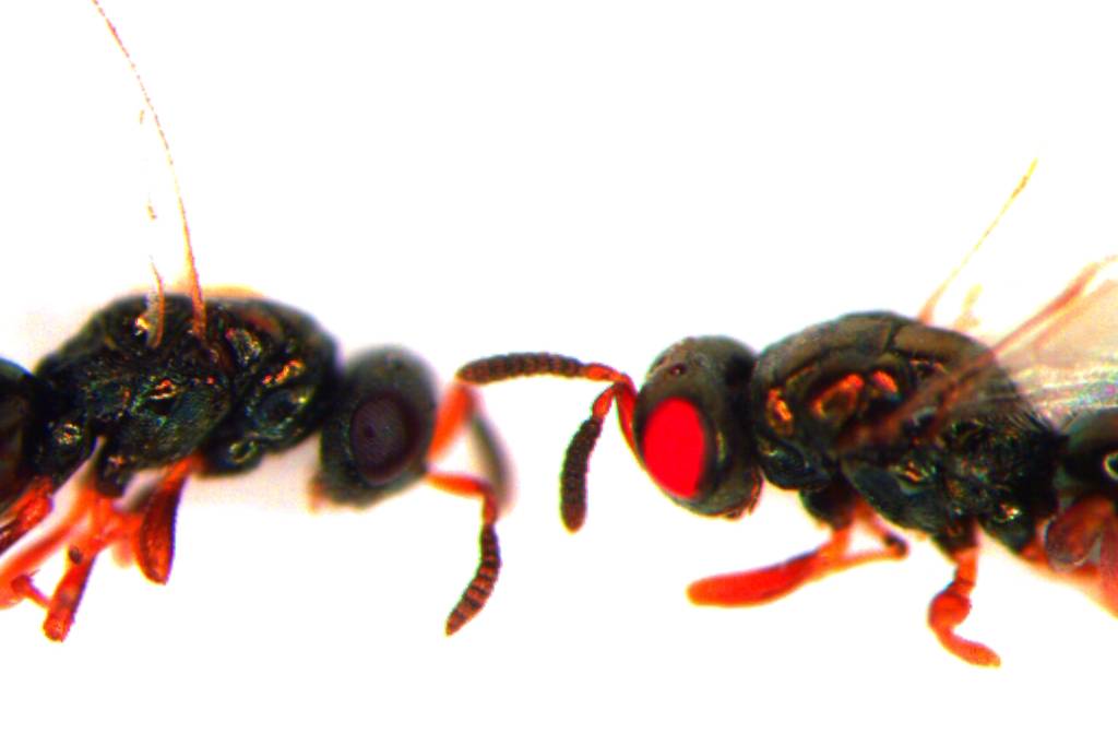 Scientists 'breed' terrifying red-eyed mutant wasps...because they can