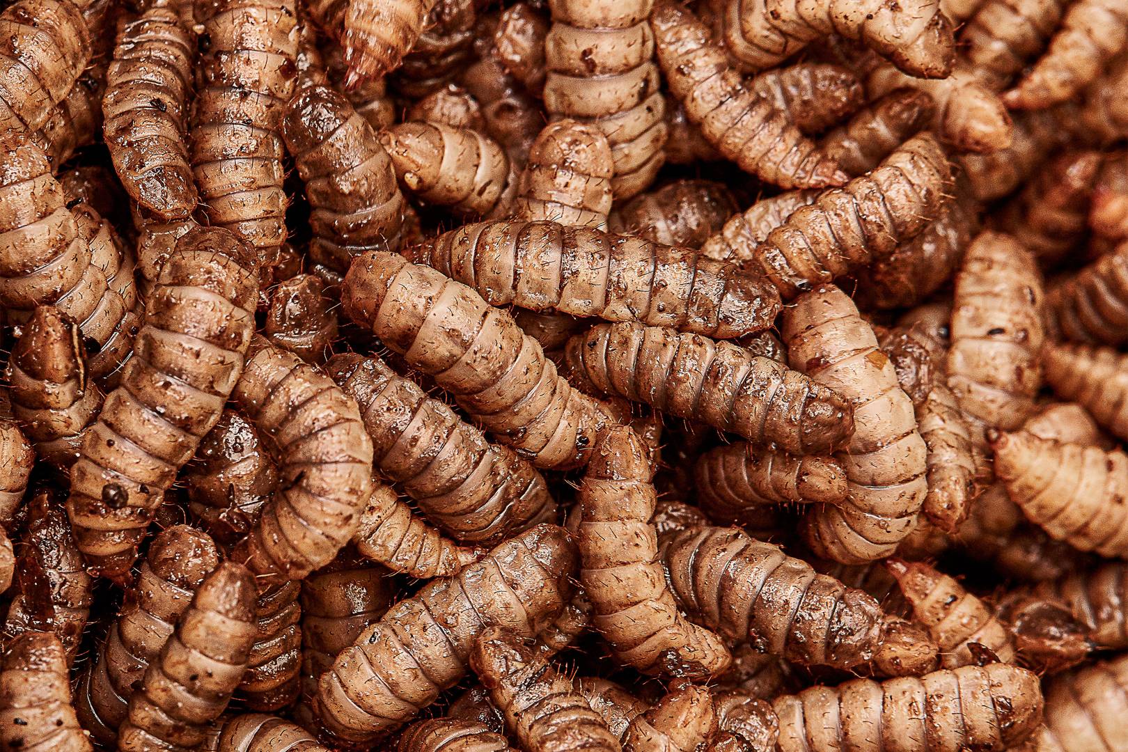 Feeding the 11 billion: the small Dutch town ending our food crisis