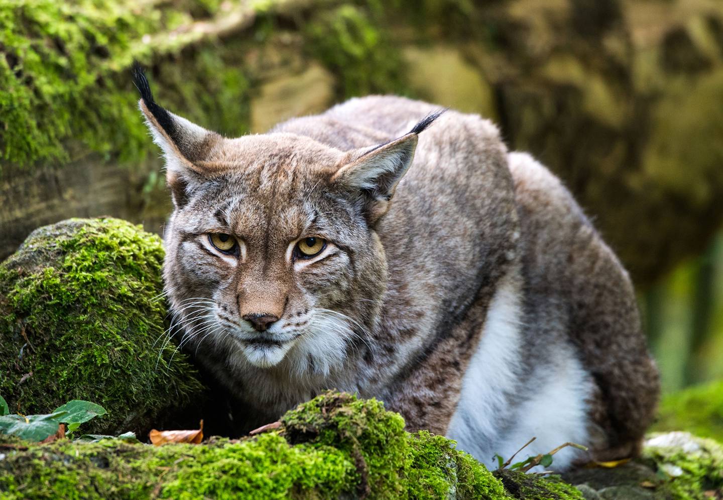 one-of-britain-s-rarest-mammals-returns-to-forest-of-dean-forestry