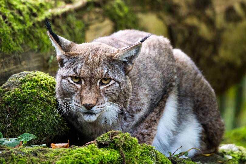 Could England's Northern Forest bring wild lynx back to the UK? | WIRED UK