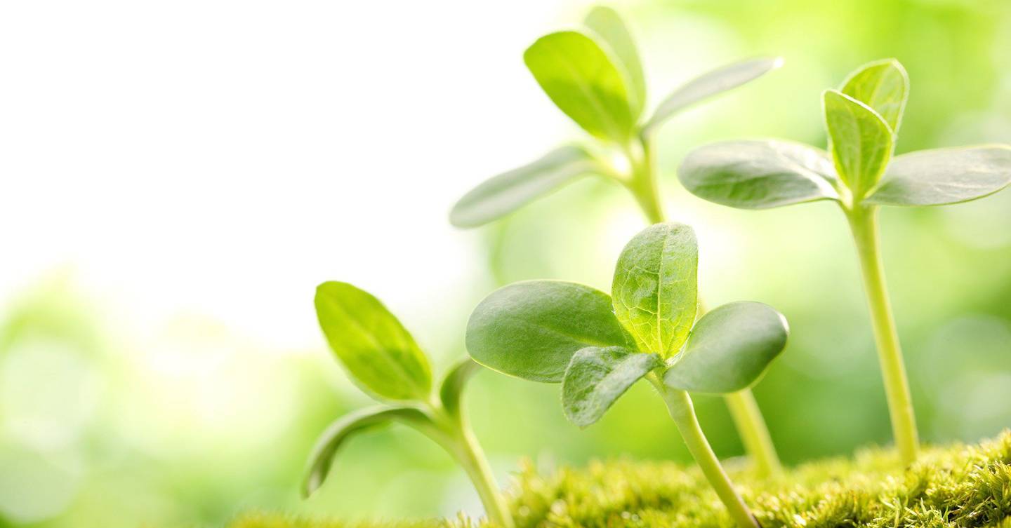Bionic plants could sniff out explosives and pollution