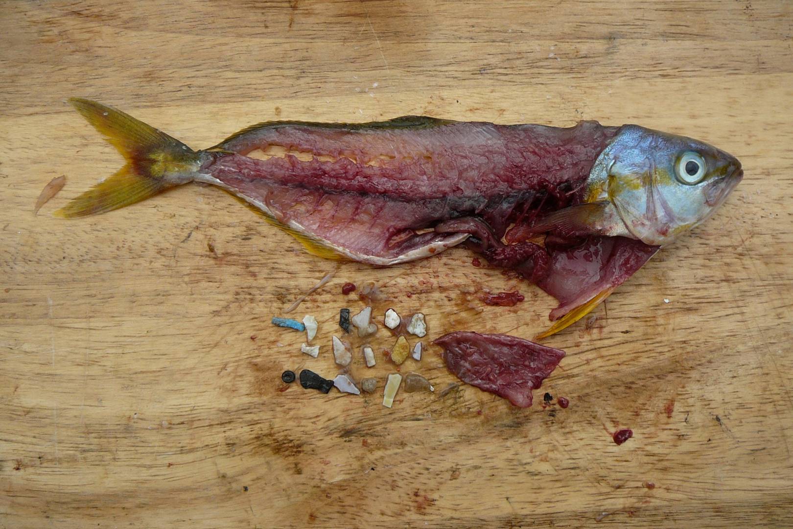 The race to reinvent microbeads and avoid a plastic disaster